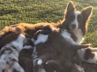 Border collie yavru köpekler