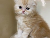 MÜKEMMEL A KALİTE SCOTTİSH FOLD LONGHAİR BEBEKLER