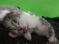 British shorthair aşk bebekler