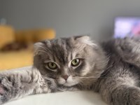 Scottish longhair