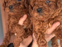 Ufacık toy Poodle yavrularım