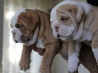 SİTENİN EN RENKLİ BULLDOG YAVRULARI