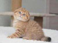 Portakal rengi ny24 scottish fold