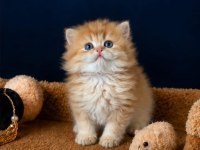 Show kalite British Longhair golden