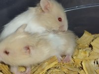 RENK GÜZELİ TEDDY BEAR HAMSTER