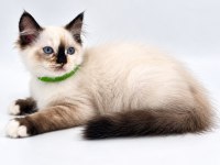 YAVRU RAGDOLL KEDİLERİ