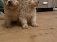 Çin aslanı chow chow
