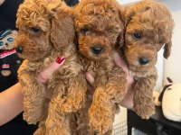 Poodle minnaklarımıza yuva arıyoruz
