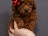 Dişi poodle köpeği