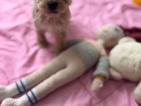 Maltipoo yavrular