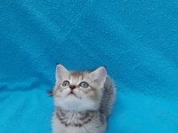 Black golden küçük british shorthair prens