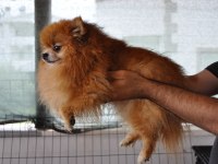 2.5 Yaşında Çiftleşmeye Uygun Dişi Pomeranian Boo
