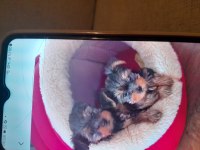 2 aylık yorkshire terrier erkek bebek