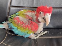 KIRMIZI 45 GÜNLÜK BEBEK MACAW