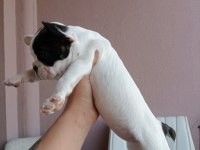 Orjinal French Bulldog Merle Yavrumuz