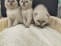 Mükemmel yüz yapısına sahip scottish fold bebeklerimiz