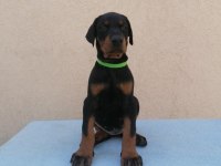 Dişi erkek doberman kapıda ödemeli güvenli sistem