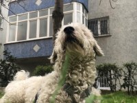 Maltipoo oğluma yeni yuva