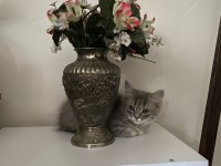 CİNS KEDİ SAHİPLENDİRME ACİL