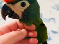 Muhteşem ton ve güzellikte cüce macaw papağanı