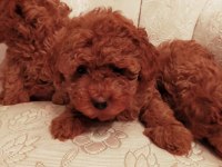 Show kalite redbrown kore toy poodle yavrularımız