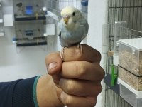 Yeni yeme düşmüş muhabbet kuşu yavrular