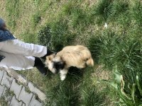 Shih tzu uygun