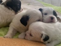 2 aylık yavru dişi morkie