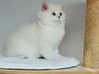 Safkan şecereli anne babadan ay33 kodunda british shorthair