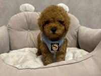 Pets World ayrıcalığı ile toy poodle yavrularımız