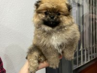 Pomeranian boo yavrularımız mevcut