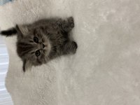 British longhair silver tabby 54 günlük kedimiz