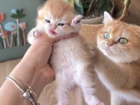 Golden british shorthair dişi ve erkek bebekler