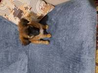 Sevimli parçamız can dostu köpeğimiz