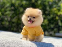 Pomeranian Boo safkan ayı surat bebeklerim