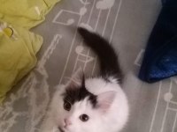 Acil zor durumda bir yavru kedimiz