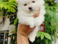 Pomeranian Yavruları