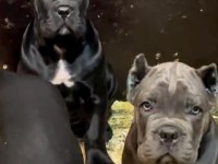 Korumacı Cane Corso Yavrular