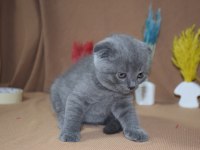 Safkan Top Kafa Scottish Fold Yavrumuz
