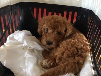 Sağlıklı poodle yavrularımızı sahiplendirme