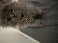 2 aylik British Longhair