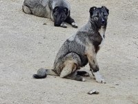 Kurt boğan kangal
