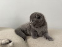 Scottish fold son yavru