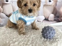 A Kalite Maltipoo Yavrularımız