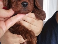 Toy poodle erkek yavrular