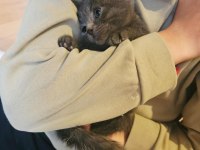 SAFKAN SICAKKANLI BRITISH SHORTHAIR KEDİLER