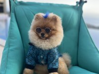Pomeranian Boo Erkek
