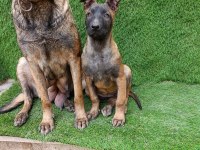 3 Aylık Dişi Güzeli Malinois Manken Şila