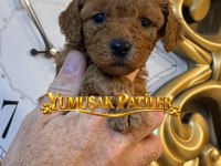 Toy Poodle Dişi - Erkek