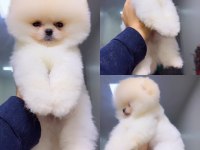 Pomeranian köpeği